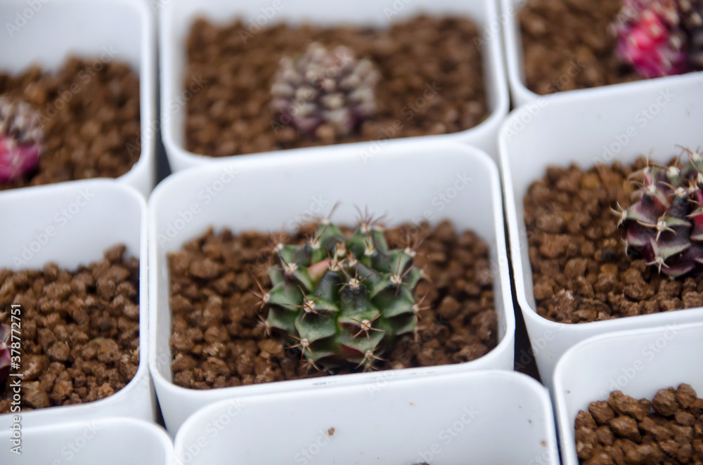 Cactus in square pots. Tree market. Thailand Cactus in square pots. Tree market. Thailand
