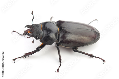 Female of stag beetle (Lucanus cervus) isolated on white