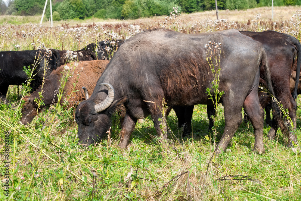Buffalo eating grass in the pasture on a summer day Buffalo eating grass in the pasture on a summer day