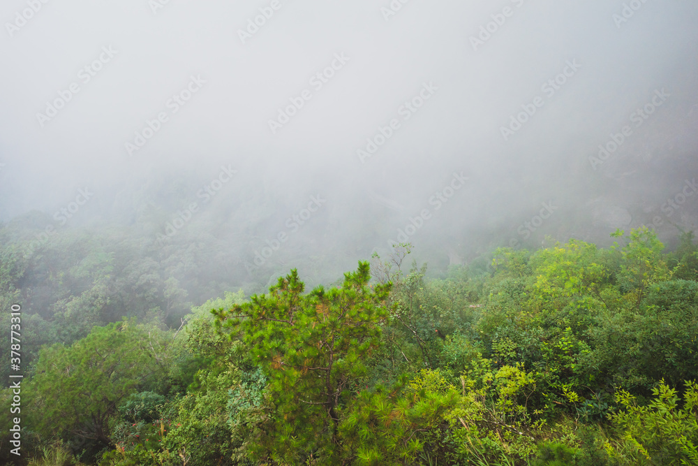 Trees covered in fog on Wugong Mountain in Jiangxi, China