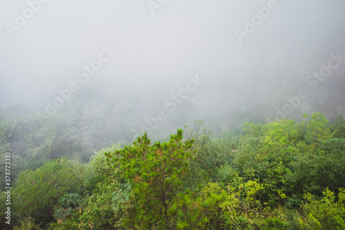 Trees covered in fog on Wugong Mountain in Jiangxi, China © Mark Zhu