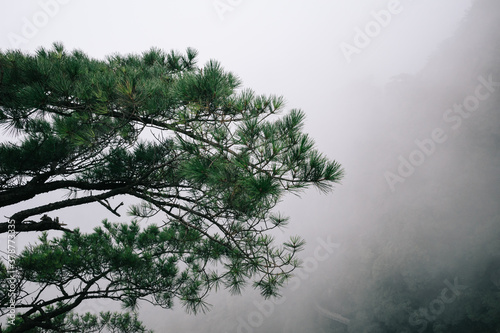 Pine tree against fog on Wugong Mountain in Jiangxi, China