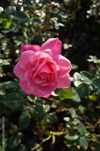 Pink Flower of Rose  Magali  in Full Bloom 