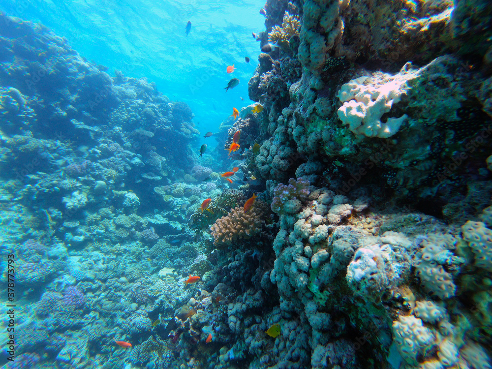 Beautiful Coral Reef With Many Goldfishes In The Red Sea In Egypt. Blue Water, Hurghada, Sharm El Sheikh,Animal, Scuba Diving, Ocean, Under The Sea, Underwater, Snorkeling, Tropical Paradise, Goldfish