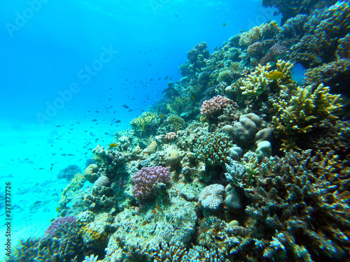 Beautiful Coral Reef With Many Fishes In The Red Sea In Egypt. Colorful  Blue Water  Hurghada  Sharm El Sheikh Animal  Scuba Diving  Ocean  Under The Sea  Underwater  Snorkeling  Tropical Paradise 