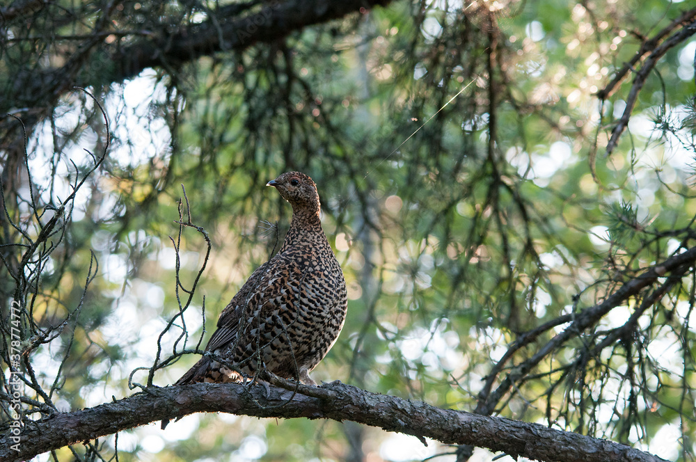 Obraz premium Partridge Stock Photos. Autumn season partridge. Brown feathers plumage. Perched on tree branch in forest. Image. Picture. Portrait.
