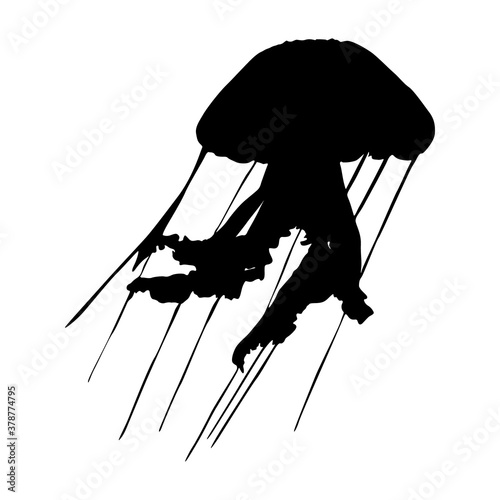 Swimming Jellyfish (Cnidaria Scyphozoa Aurelia) On a Front View Silhouette Found In Map Of All Around The World. Good To Use For Element Print Book, Animal Book and Animal Content