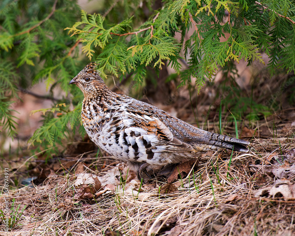 Partridge Stock Photos. Partridge bird close-up profile view walking in the forest in the autumn season displaying brown feathers plumage in its environment and habitat. Image. Picture. Portrait.