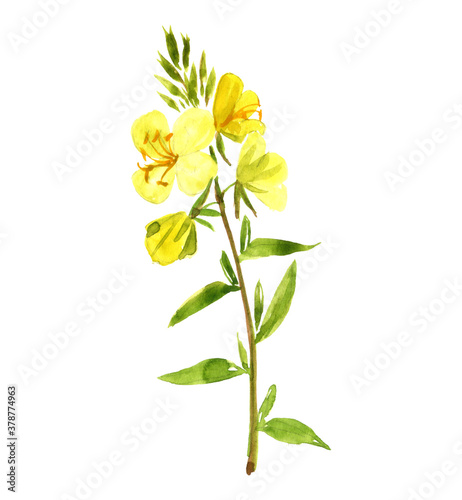 Schilderij op canvas watercolor drawing evening primrose