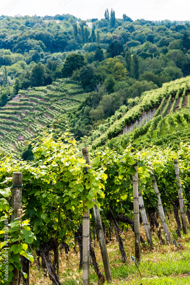 Vineyards in Stuttart - Bad Cannstatt: Very steep hills along river Neckar