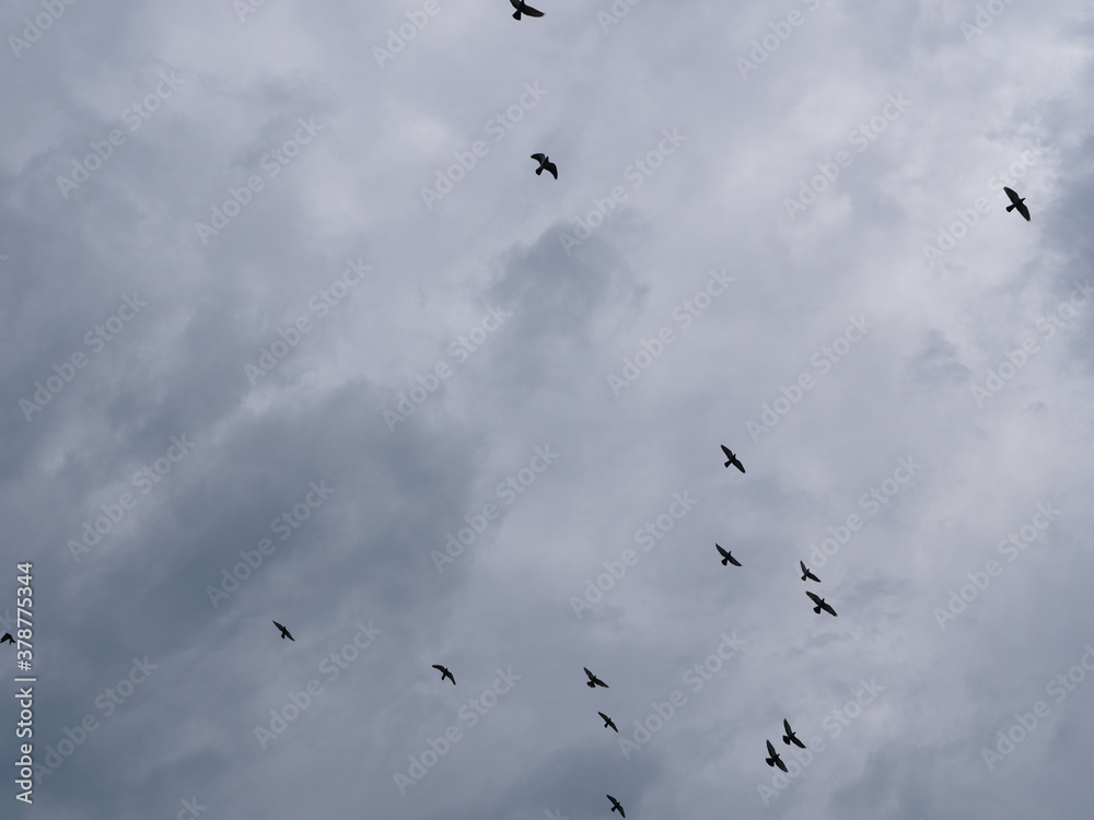 Sky with dark clouds and group of birds flying in evening time.