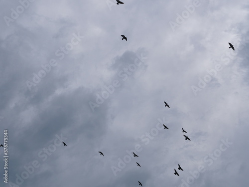 Sky with dark clouds and group of birds flying in evening time.