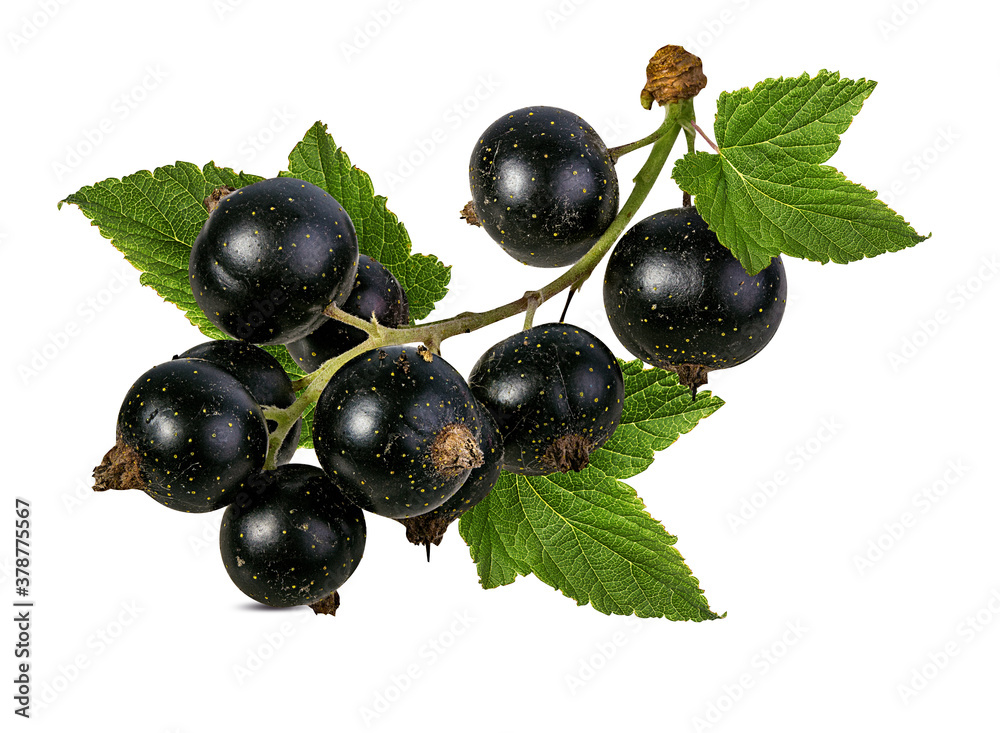 Fresh black-currants with leaf isolated on white background with clipping path Fresh black-currants with leaf isolated on white background with clipping path
