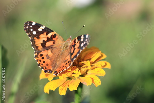 butterfly on a zinnia