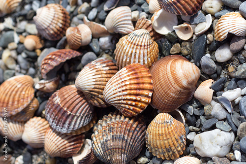 Viele Muscheln am Strand - Sommer Sonne Sand und Meer - perfekter Urlaub bis ins Detail. 