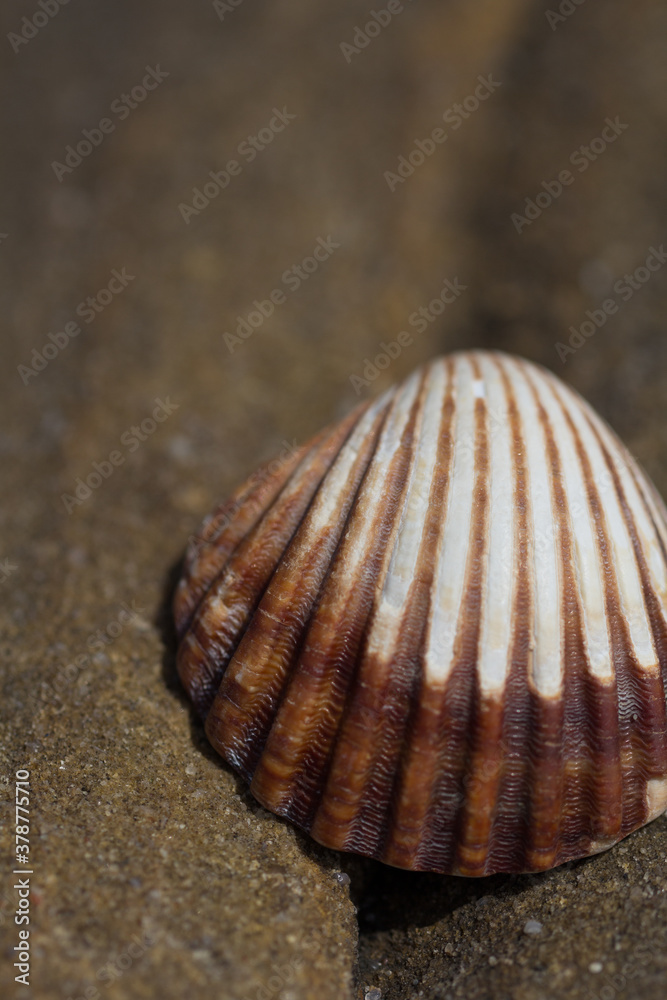 Muscheln am Strand - Sommer Sonne Sand und Meer - perfekter Urlaub bis ins Detail. 