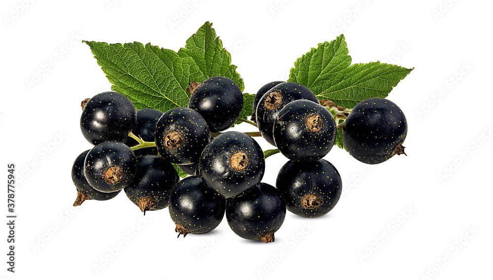 Fresh black-currants with leaf isolated on white background with clipping path Fresh black-currants with leaf isolated on white background with clipping path