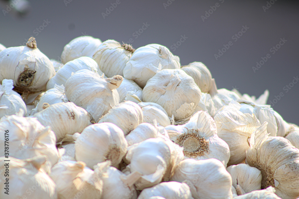 garlic garlic