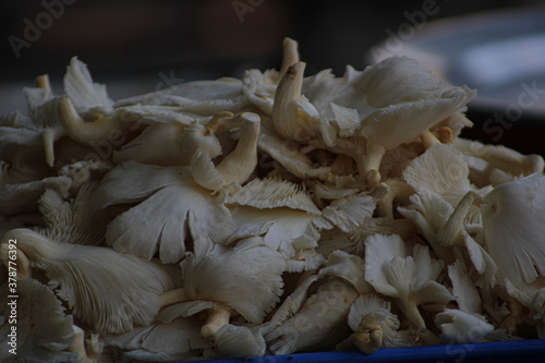 mushrooms in a pan