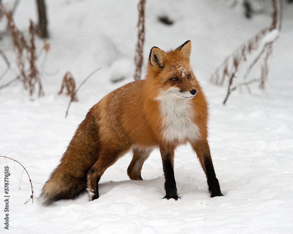 Red Fox Stock Photo. Red Fox in the forest in the winter season in its habitat and environment displaying rusty red colour fur, head, eyes,  bushy tail with a blur snow background. Image. Picture. 