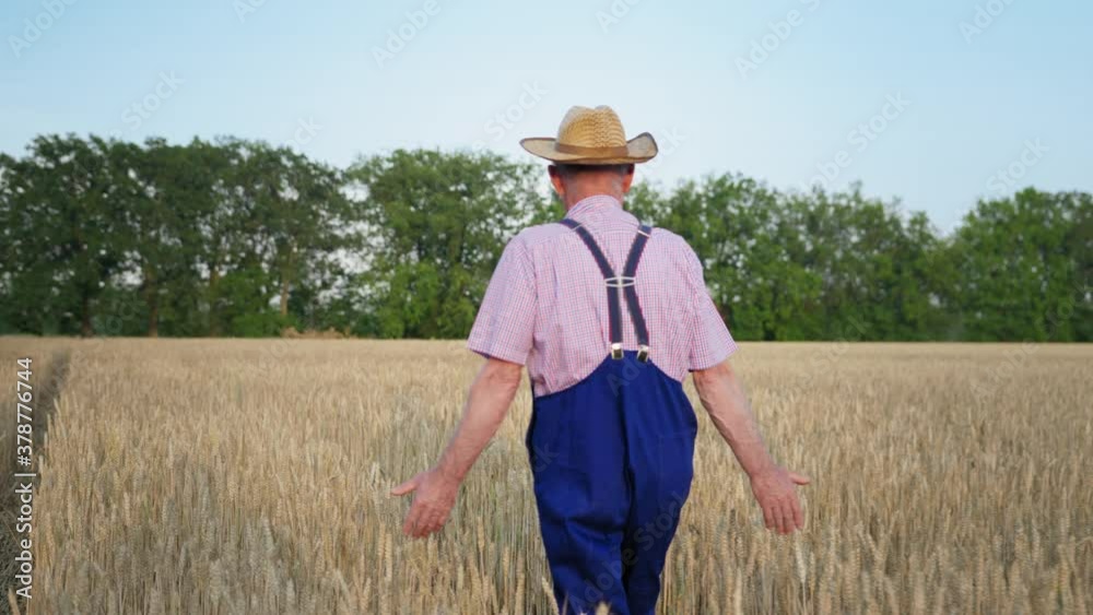 wheat harvest, elderly man farmer in straw hat walks through field and touches ears with his hands while enjoying good harvest, rear view wheat harvest, elderly man farmer in straw hat walks through field and touches ears with his hands while enjoying good harvest, rear view