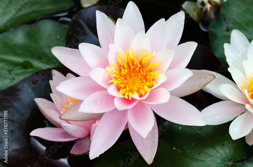 beautiful pink flower