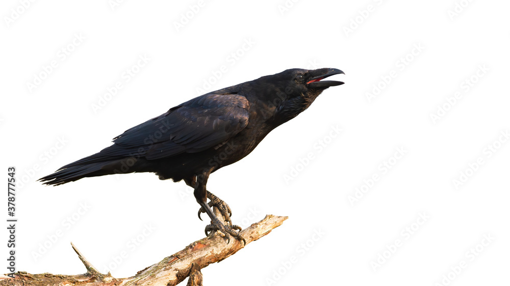 Common raven, corvus corax, calling on branch isolated on white background. Black crow sitting on bough with open beak. Wild dark feathered animal resting on twig.