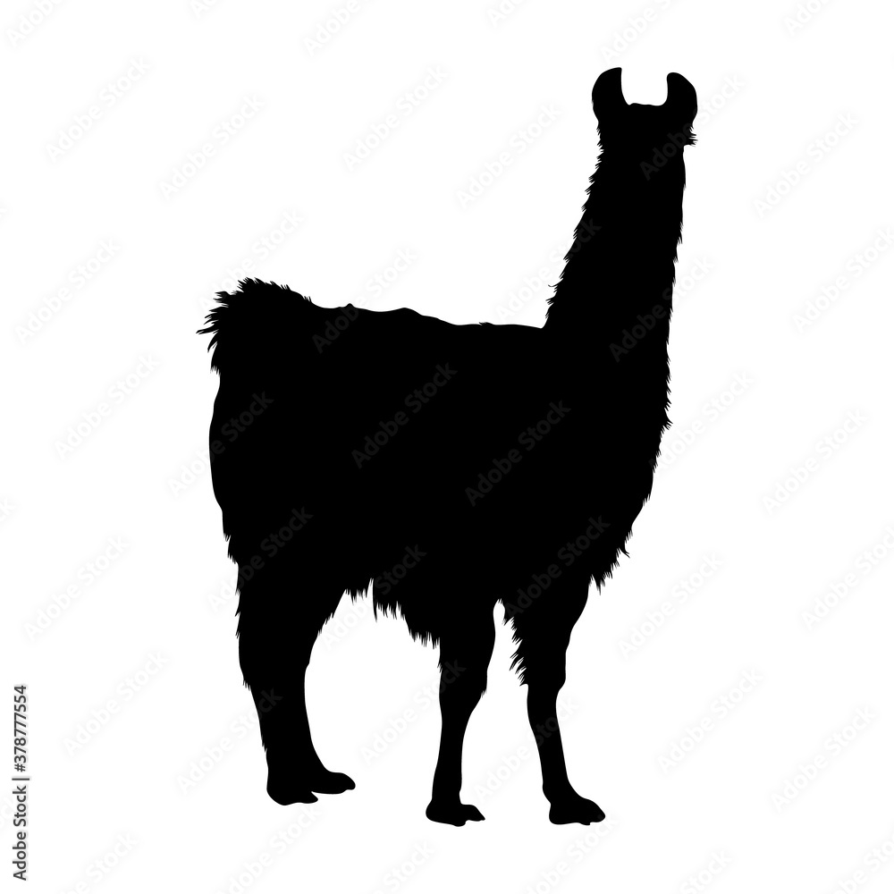 Fototapeta premium Standing Llama (Lama Glama) On a Side View Silhouette Found In Map Of South America. Good To Use For Element Print Book, Animal Book and Animal Content