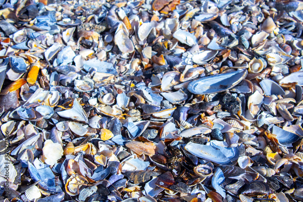 closeup sea shells background texture