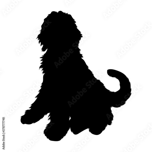 Sitting Labradoodle Dog (Canis Lupus) On a Side View Silhouette Found In Map Of Australia. Good To Use For Element Print Book, Animal Book and Animal Content