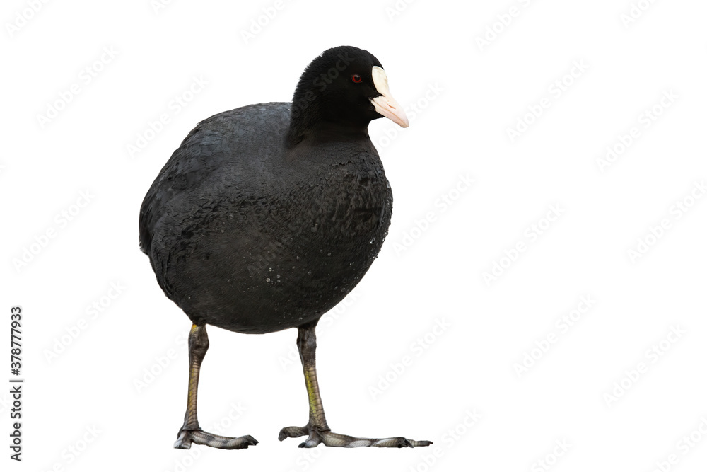 Obraz premium Small eurasian coot, fulica atra, standing in nature isolated on white background. Little black bird with white beak cut out on blank. Wild feathered animal with copy space.