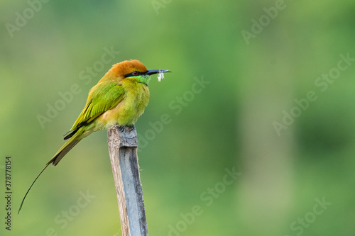 Green Bee-Eater perching on bamboo stick with white feather on its beak © phichak