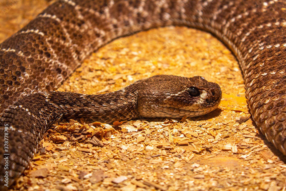 Fototapeta premium brown viper snake on sand