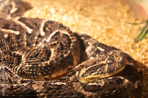 brown viper snake on sand