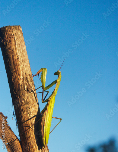 Green praying mantis on a stump. Candid.