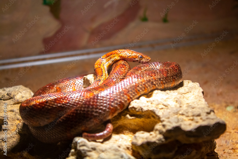 Fototapeta premium closeup, red snake reptile, nature