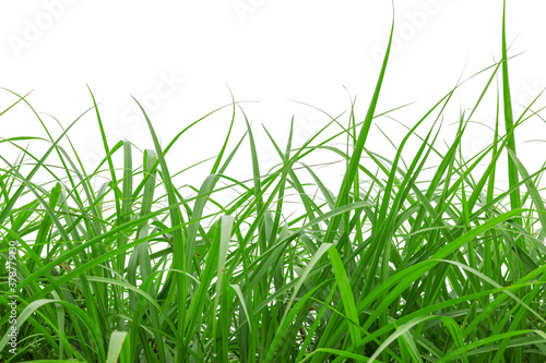 Green grass isolated on white background