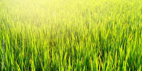 Rice plants and green grains at farm in the morning atmosphere. Beautiful morning in farm and fog for background texture.