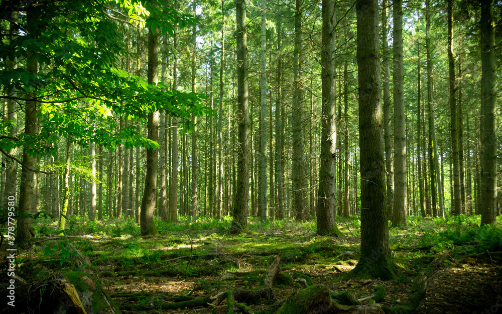 Obraz premium Woodland scene