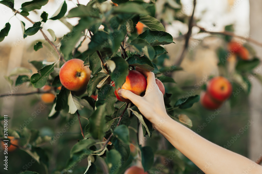 Close-up of female hand picking apple. Autumnal apples picking. Apple tree branch and hand. Autumn harvest in orchard. Ripe red fruit. Healthy life tips.