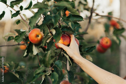 Obraz na płótnie Close-up of female hand picking apple. Autumnal apples picking. Apple tree branch and hand. Autumn harvest in orchard. Ripe red fruit. Healthy life tips. w salonie