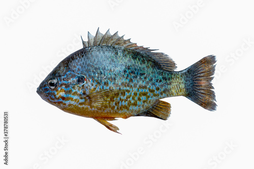 Sunny perch (Lepomis gibbosus) isolated on white background.