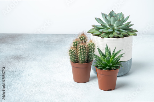 Various succulents in different pots on stone table indoor. Plant transplantation. Concept of indoor garden home