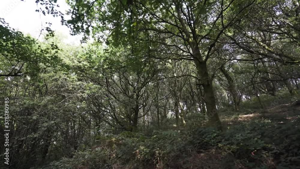 Tree background view overhanging a sloped hill Tree background view overhanging a sloped hill
