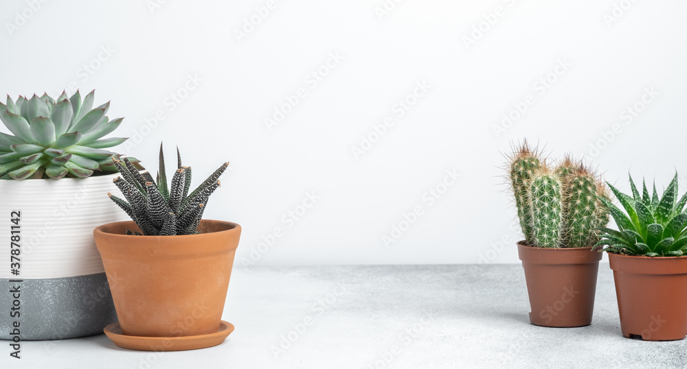 Fototapeta premium Various succulents in different pots on stone table indoor. Plant transplantation. Concept of indoor garden home. Horizontal banner