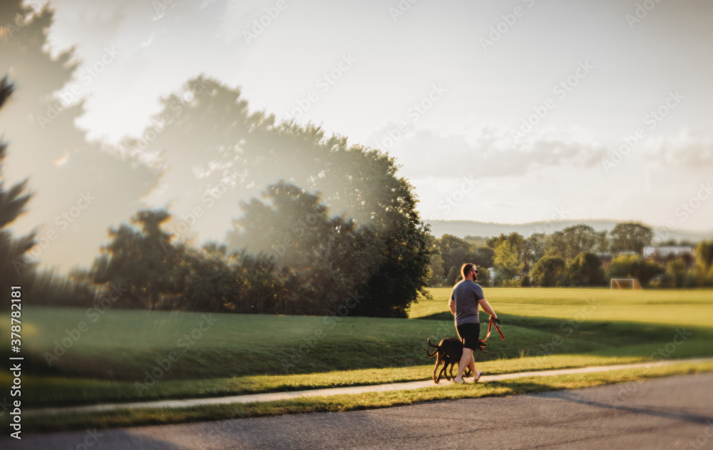 Fototapeta premium man walking dogs