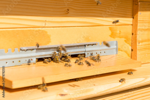 Entrance in beehive inhaler with busy honey bees