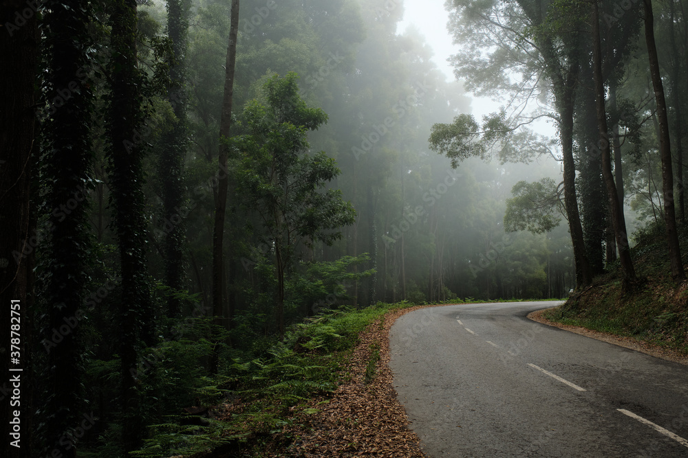 Fototapeta premium Photo of a road across a foggy forest in Sintra, Portugal.