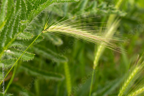 Green grass with spikelets in the field