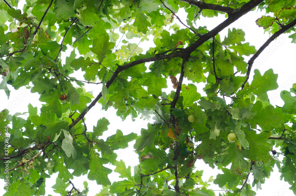 Green oak leaves pattern. Sunlight goes through oak leaves. View through tree branch. Selective focus. Nature background. Green oak leaves pattern. Sunlight goes through oak leaves. View through tree branch. Selective focus. Nature background.